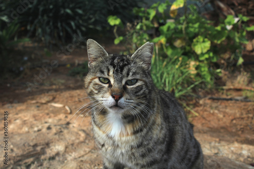 Sad face of a cat on a background of green vegetation