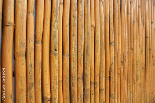 A wall of dry bamboo stems. Background. Texture. Substrate.