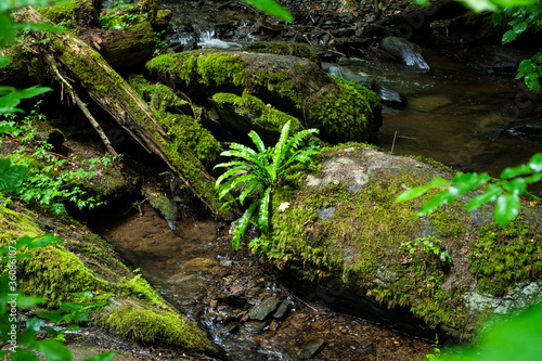 a fern species grows on a fallen tree overgrown with moss on a stream