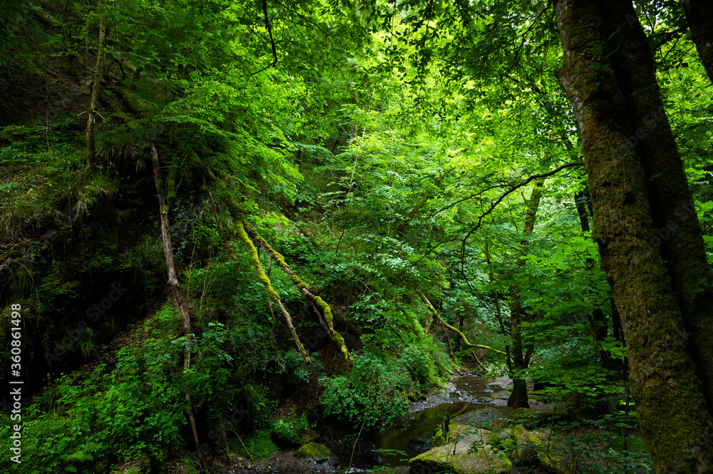 green lung of the planet, primeval forests in germany green lung of the planet, primeval forests in germany