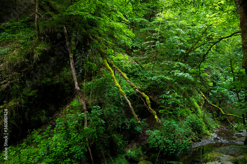 green lung of the planet  primeval forests in germany