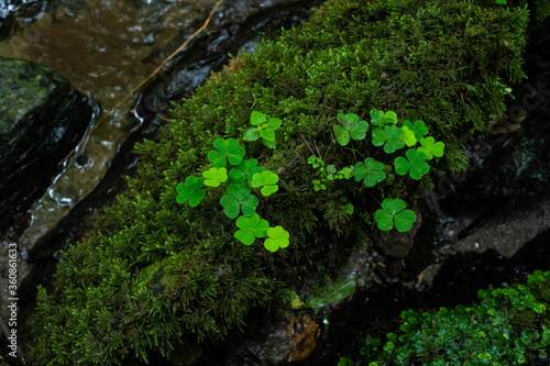 clover grows on fresh moss directly at a small stream