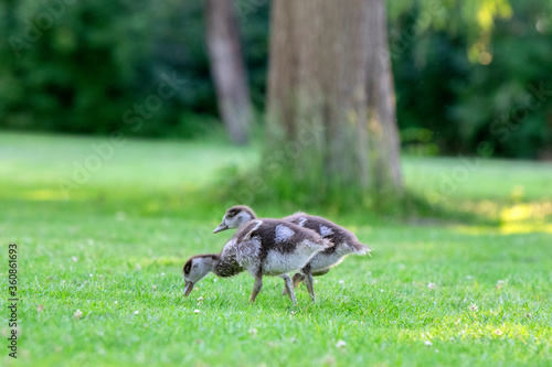 Close Up Of Baby Egyptian Gooses At Amsterdam The Netherlands 25-6-2020
