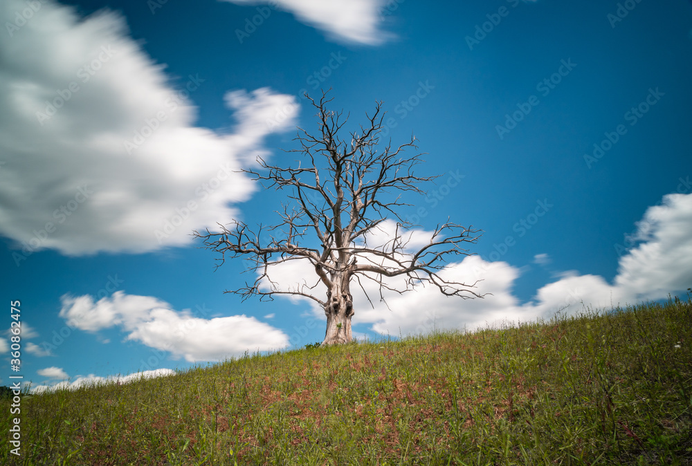 Obraz premium lonely dead dry tree