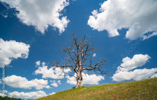 lonely dead dry tree