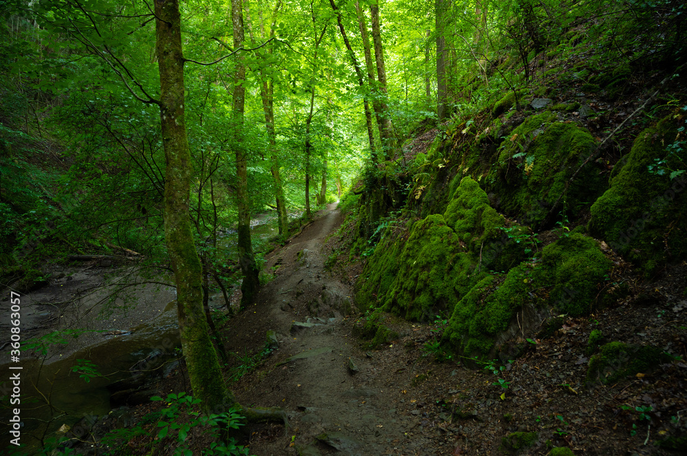 hiking trail along the river in the forest in the ehrbachklamm hiking trail along the river in the forest in the ehrbachklamm