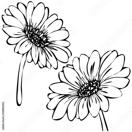 vector illustration, gerbera flowers in doodle style, line drawing in black, isolate on white background, tattoo