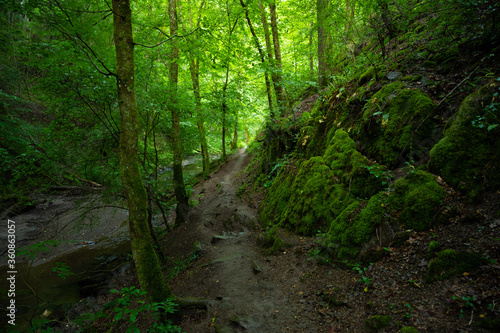 hiking trail along the river in the forest in the ehrbachklamm