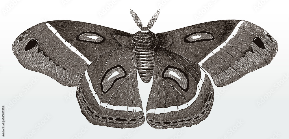 Cecropia moth, hyalophora, native to North America in top view after an