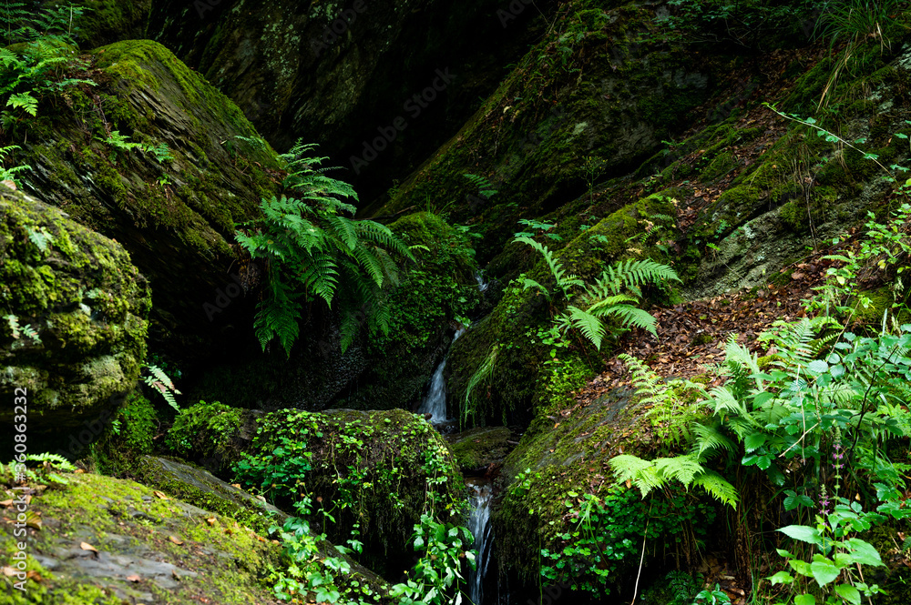 fern grows on moss-covered stones directly at a small waterfall fern grows on moss-covered stones directly at a small waterfall