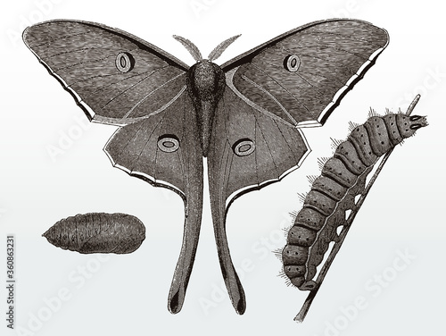 Imago, caterpillar and chrysalis of the luna moth, actias from North America after an antique illustration from the 19th century
