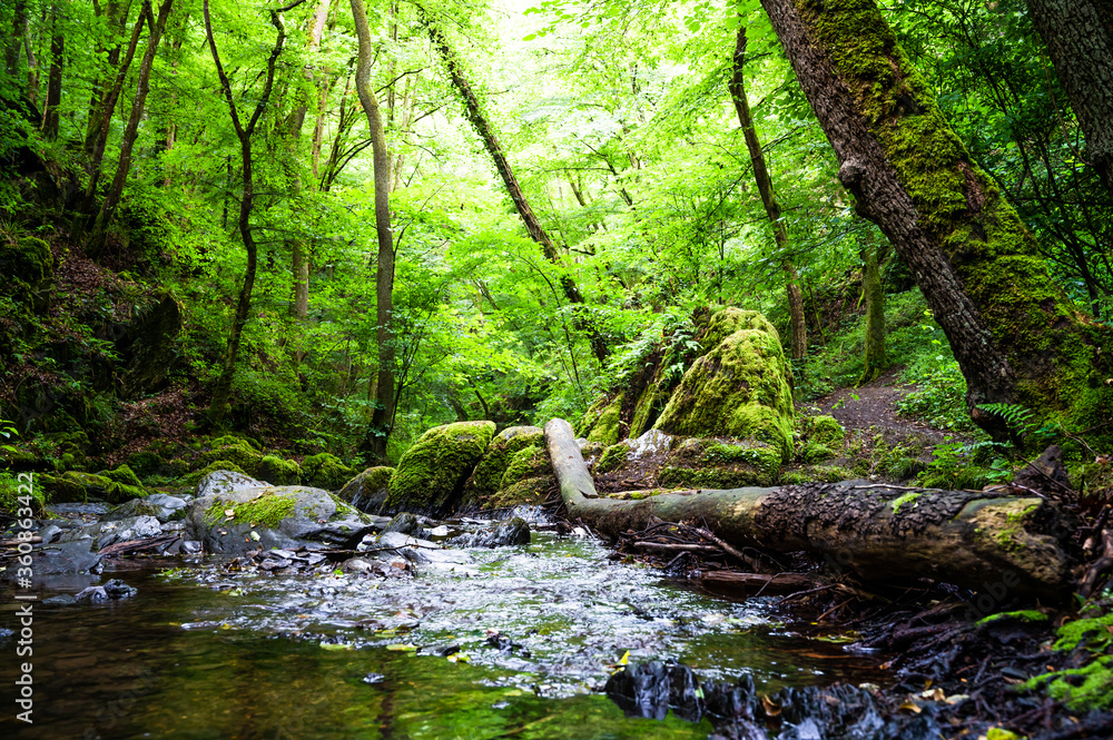 river leads through the middle of a deciduous forest river leads through the middle of a deciduous forest