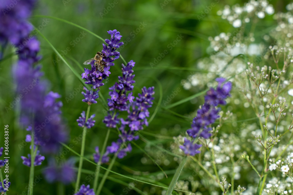 Obraz premium Biene auf Lavendel