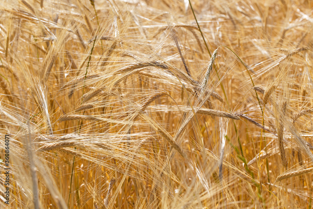 Background of ripe ears of bread. Yellow wheat field. Close-up of nature. Harvest of bread. Summer landscape Background of ripe ears of bread. Yellow wheat field. Close-up of nature. Harvest of bread. Summer landscape