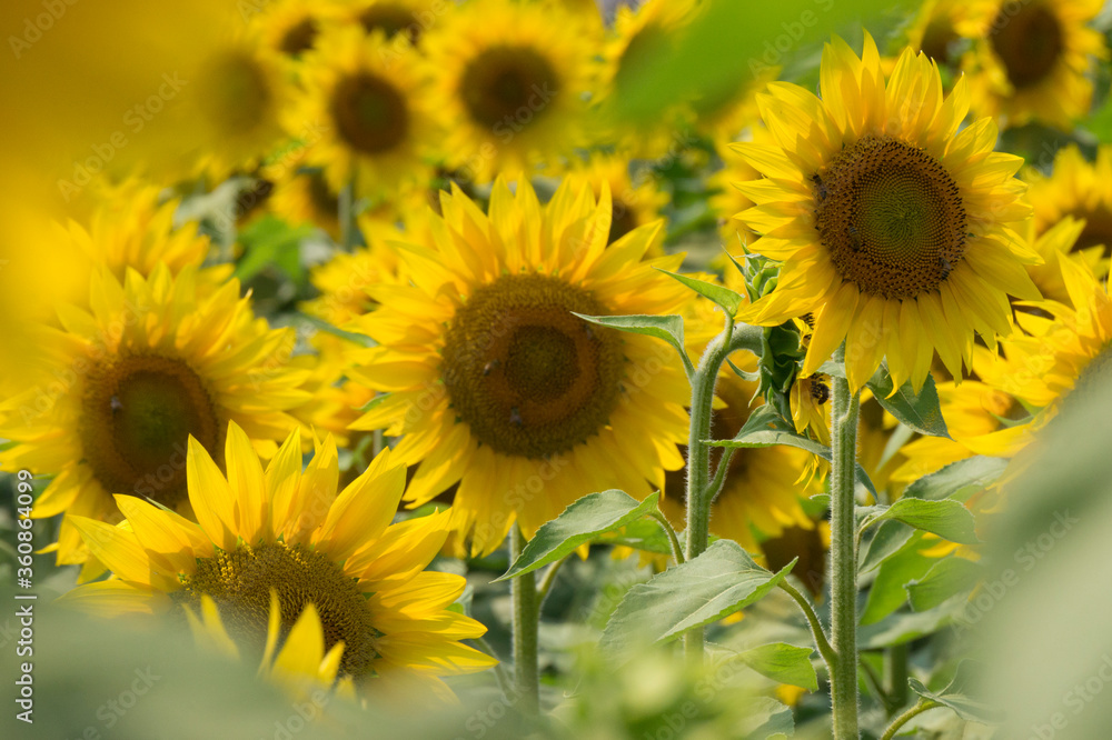 Fototapeta premium SUNFLOWER IN A FIEND IN SUMMER