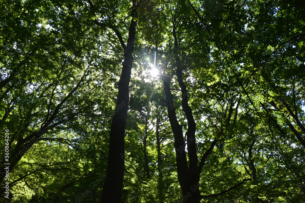 Fototapeta premium Soleil à travers la Forêt, lumière