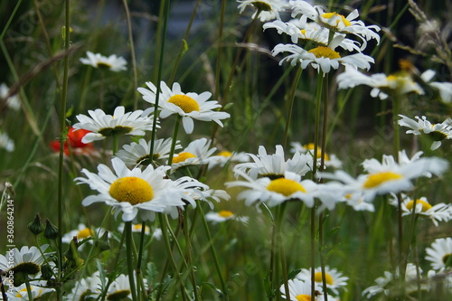 blumen