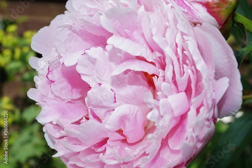 blumen