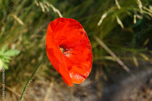 blumen