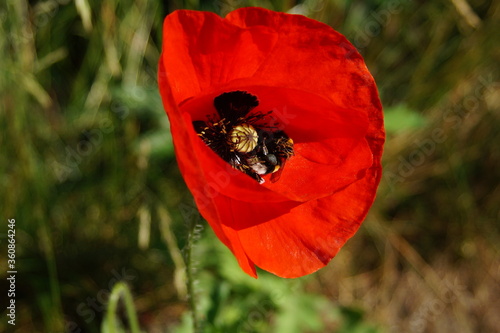 blumen