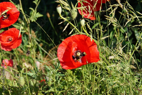 blumen