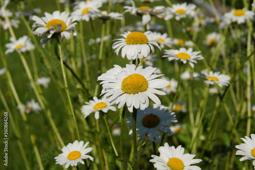 blumen