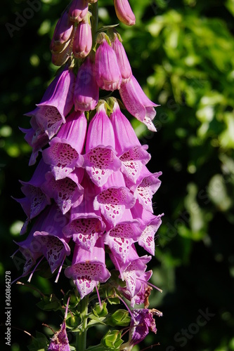 blumen