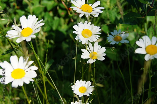blumen