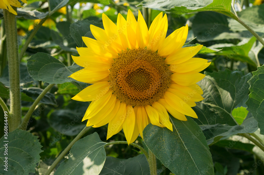 SUNFLOWER IN A FIEND IN SUMMER SUNFLOWER IN A FIEND IN SUMMER