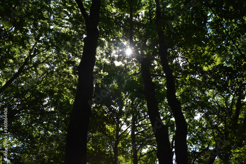Lumière au travers de la forêt