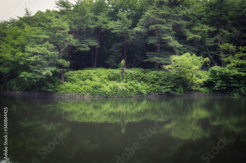 森と池と不自然な木