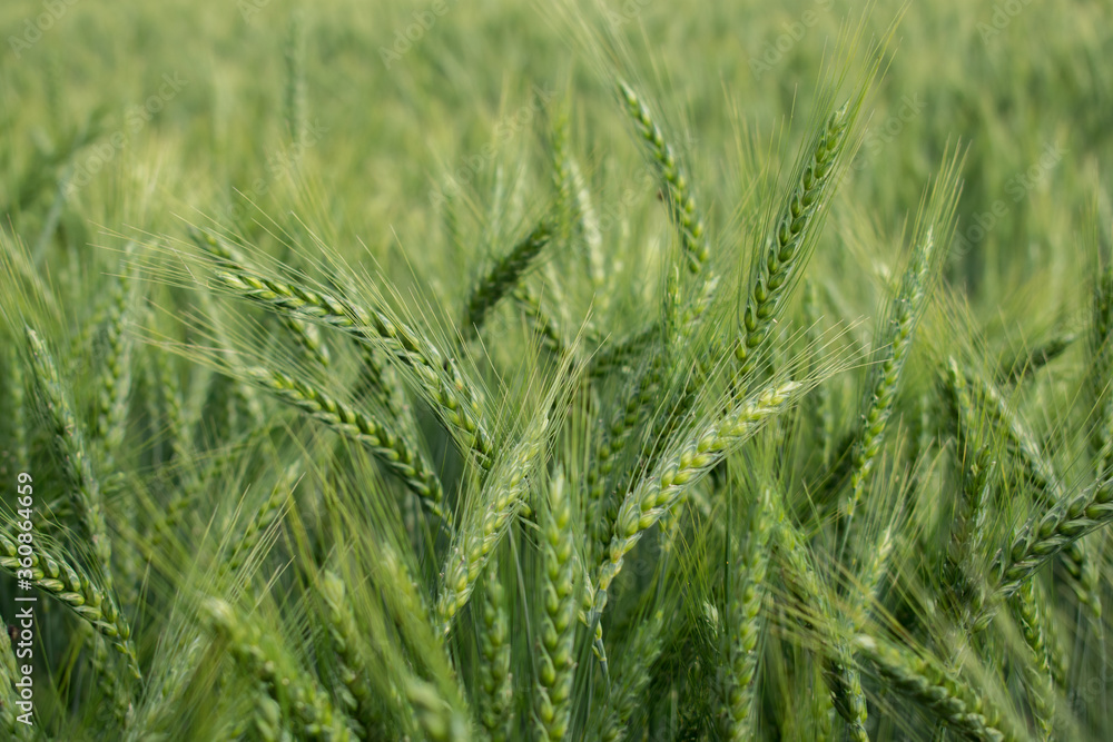 Fresh green barley wheat spikes in wheat field Fresh green barley wheat spikes in wheat field