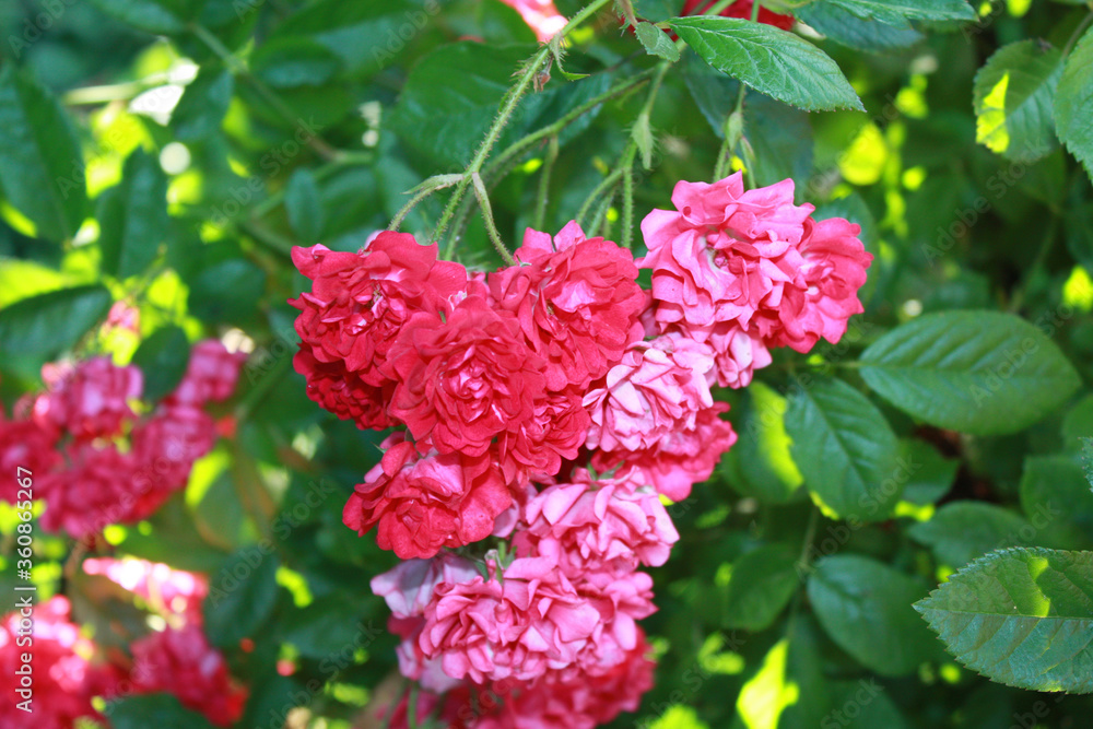 Rose bush with pink flowers in the garden.
