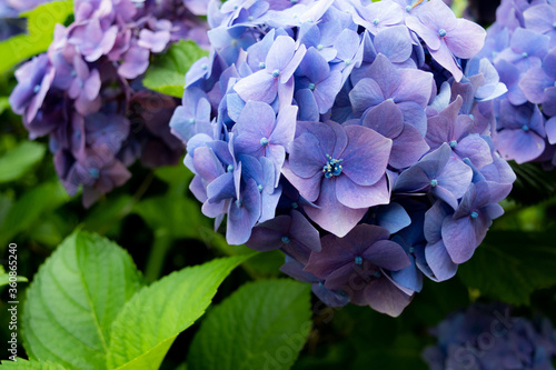 紫色の紫陽花のアップ