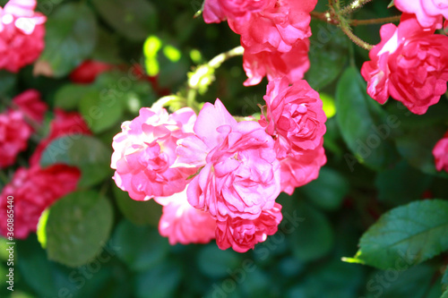 Obraz na płótnie Rose bush with pink flowers in the garden. w salonie