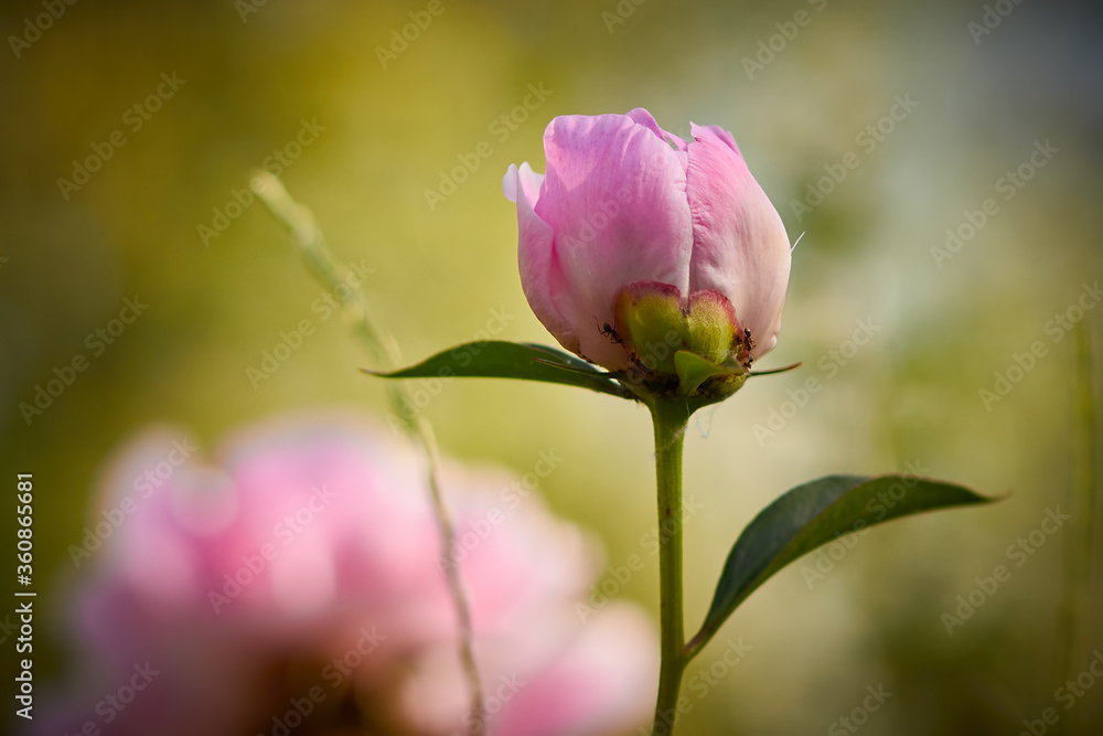 Beautiful pink peonies, with a fragrant smell, have green leaves on the stems, lit by the morning sun. Beautiful pink peonies, with a fragrant smell, have green leaves on the stems, lit by the morning sun.