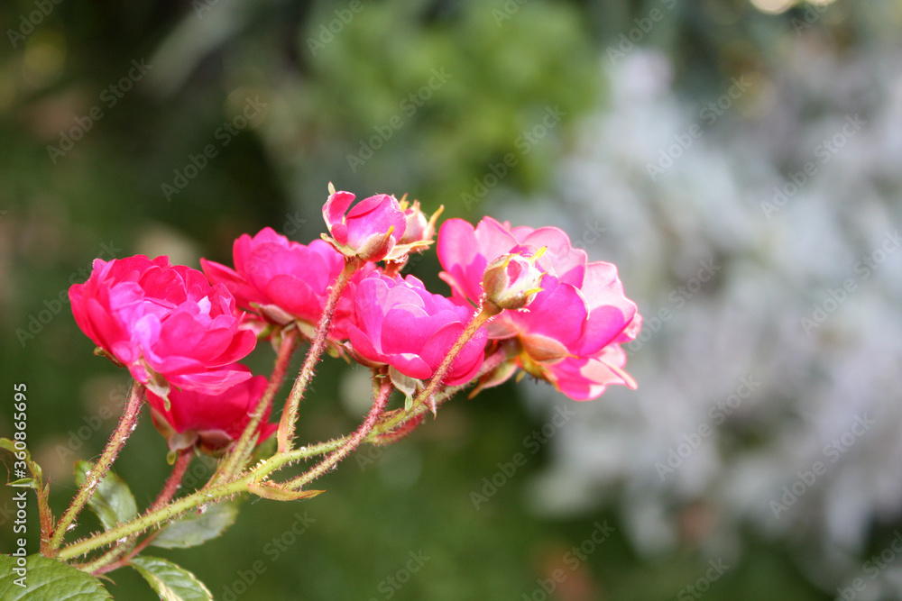 Rose bush with pink flowers in the garden.