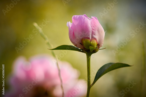 Beautiful pink peonies, with a fragrant smell, have green leaves on the stems, lit by the morning sun.