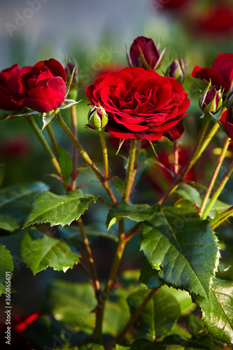 Beautiful red roses, with a fragrant smell, have green leaves and sharp ears on the stems, lit by the morning sun.