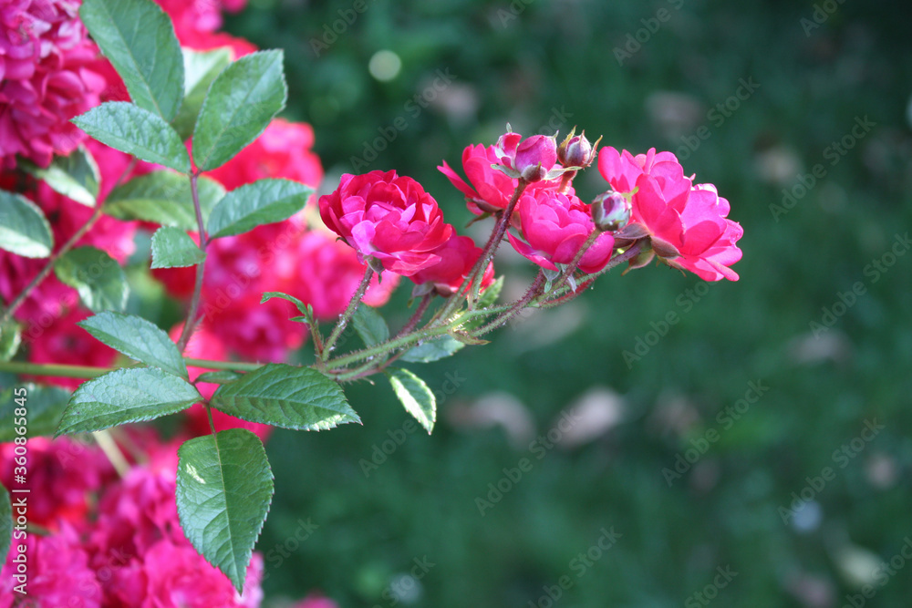 Rose bush with pink flowers in the garden.