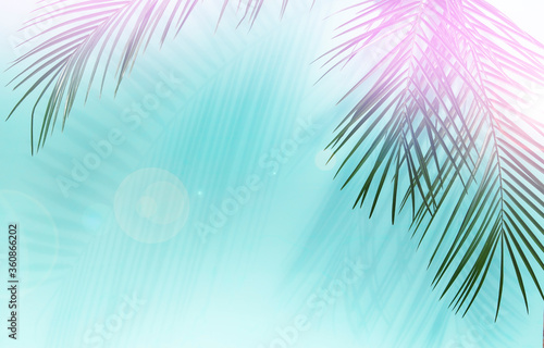 Palm leaves © images and videos