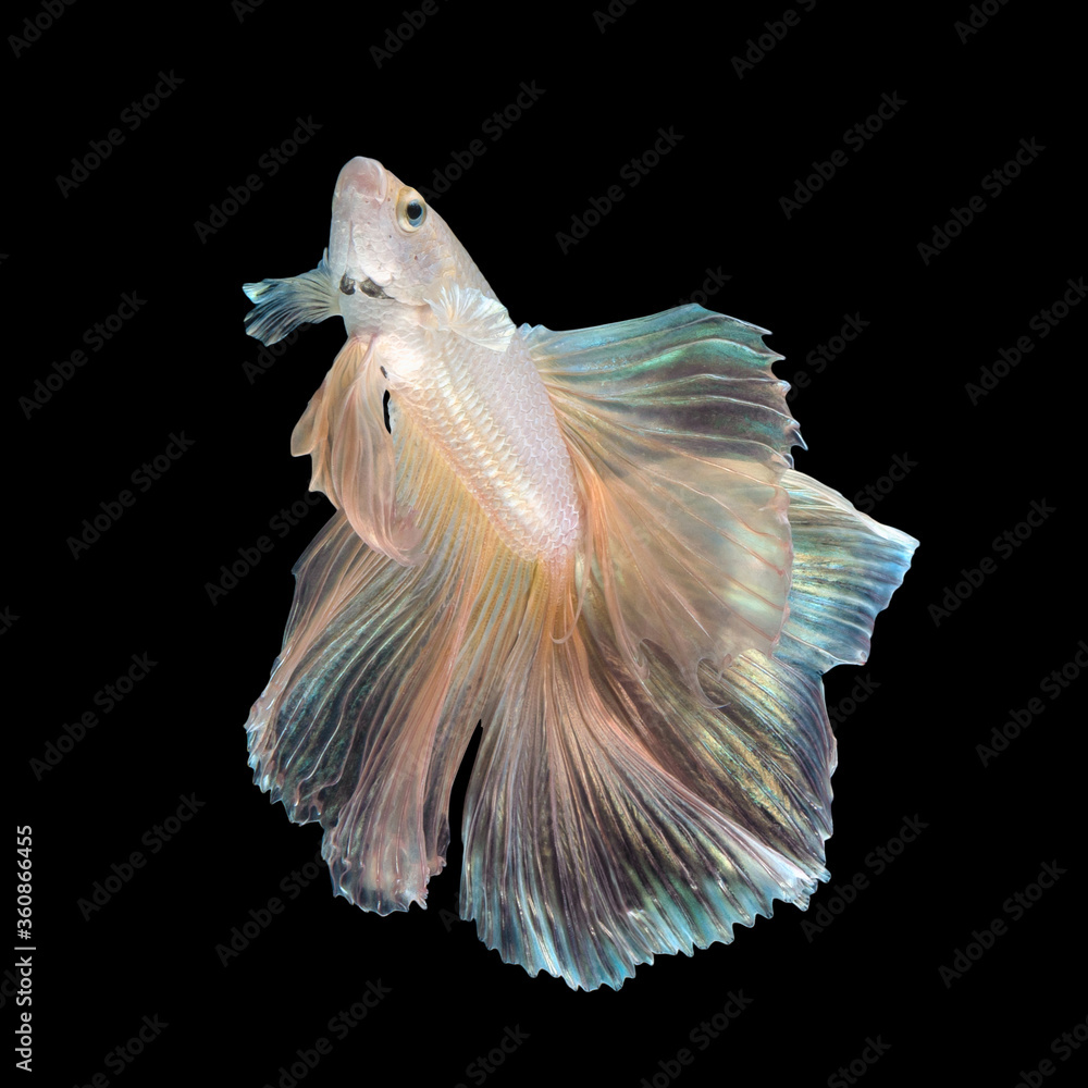 Close up art movement of Betta fish or Siamese fighting fish isolated on black background Close up art movement of Betta fish or Siamese fighting fish isolated on black background