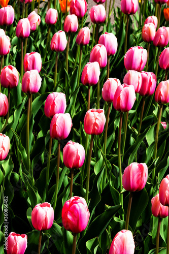 Beautiful tulips flower in a municipal park. photo