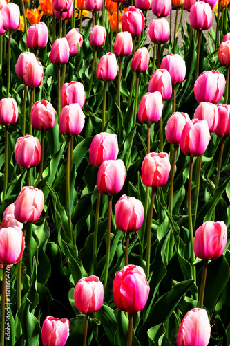 Beautiful tulips flower in a municipal park. photo