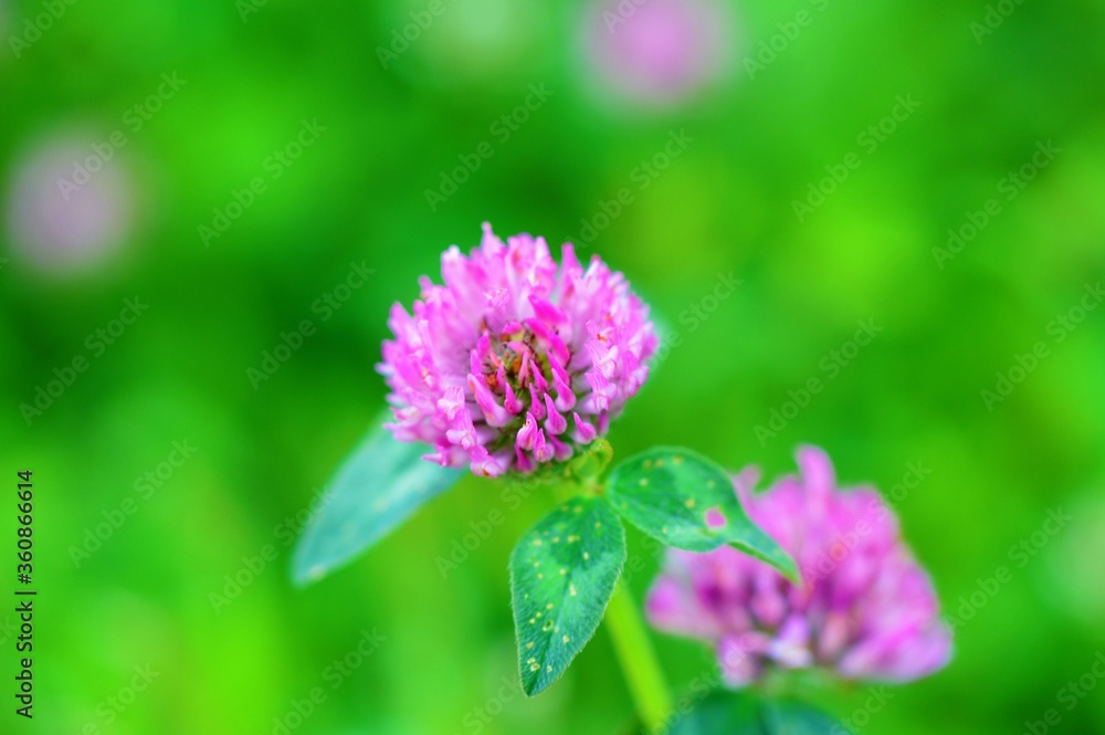 flower of a red clover (Trifolium pratense). flower of a red clover (Trifolium pratense).