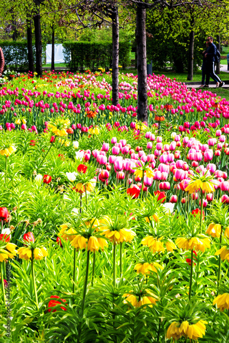 Beautiful tulips flower in a municipal park. photo