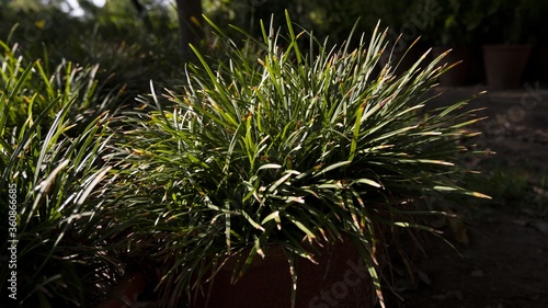 Selective focus shot of blue moor grass photo