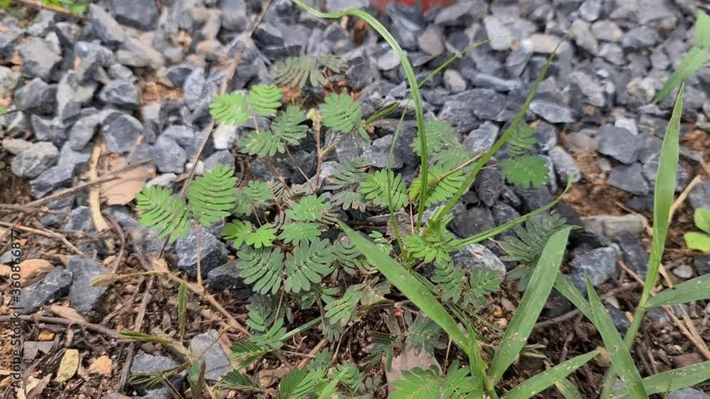 sensitive plant or Sleepy plant sensitive plant or Sleepy plant
