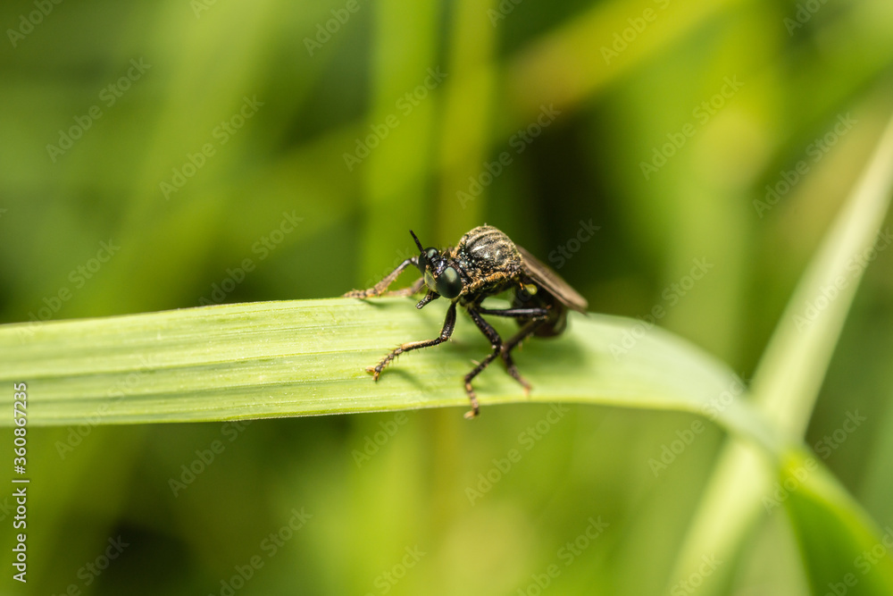 fly on green leaf