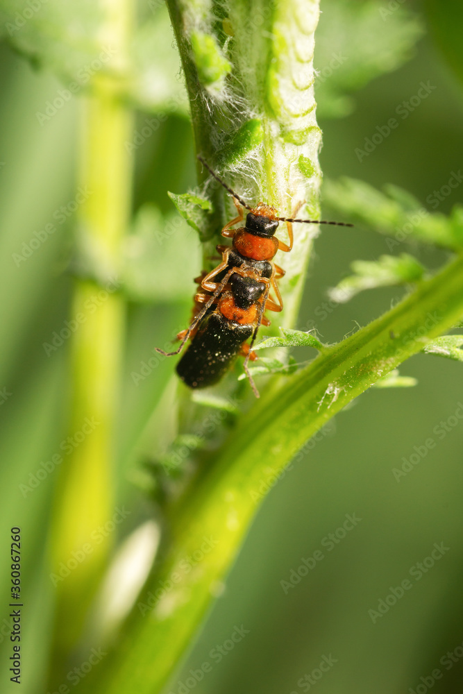 bug on stem bug on stem
